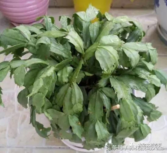 蟹爪兰长得好好的就断了怎么回事,蟹爪兰花谢了怎么处理才能复花