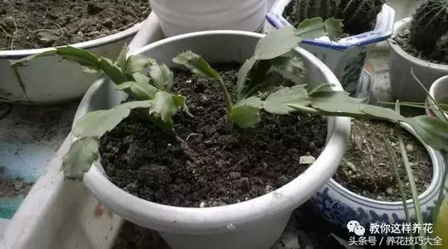 蟹爪兰长得好好的就断了怎么回事,蟹爪兰花谢了怎么处理才能复花