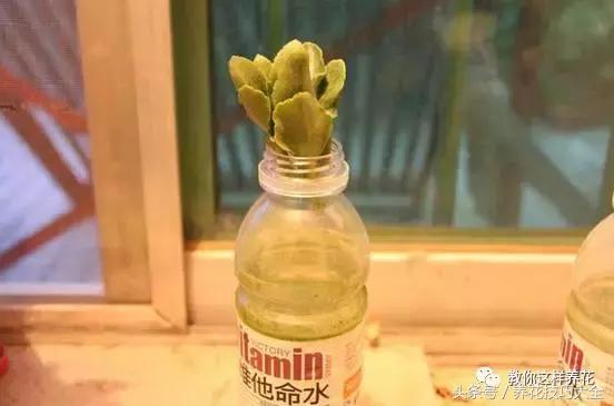 蟹爪兰长得好好的就断了怎么回事,蟹爪兰花谢了怎么处理才能复花