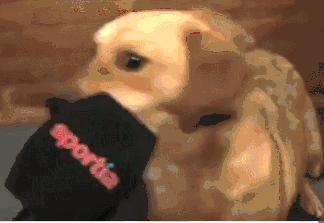 足球吉祥物狗狗盘点,一只狗狗拯救了无数人