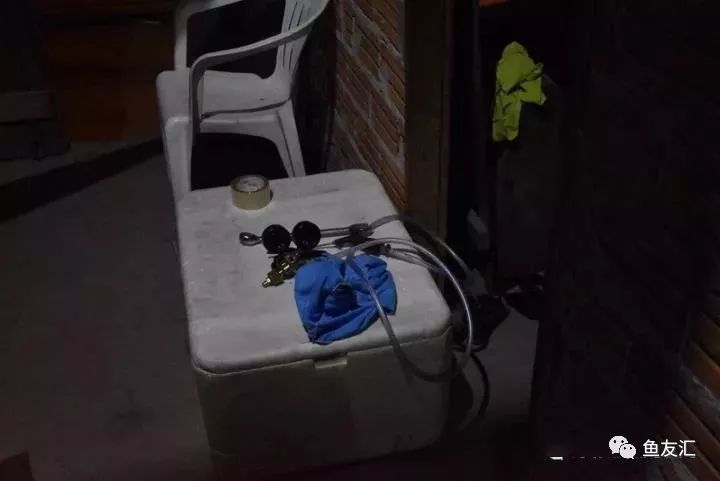 特隆贝塔如何饲养,特隆贝塔半皇与红彩区别