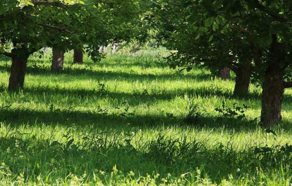 果园除草剂药害,果园使用除草剂对人有危害吗