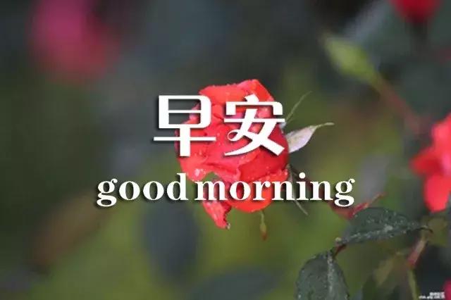 闹钟在吵早安祝福语,闹钟在响喜鹊在叫