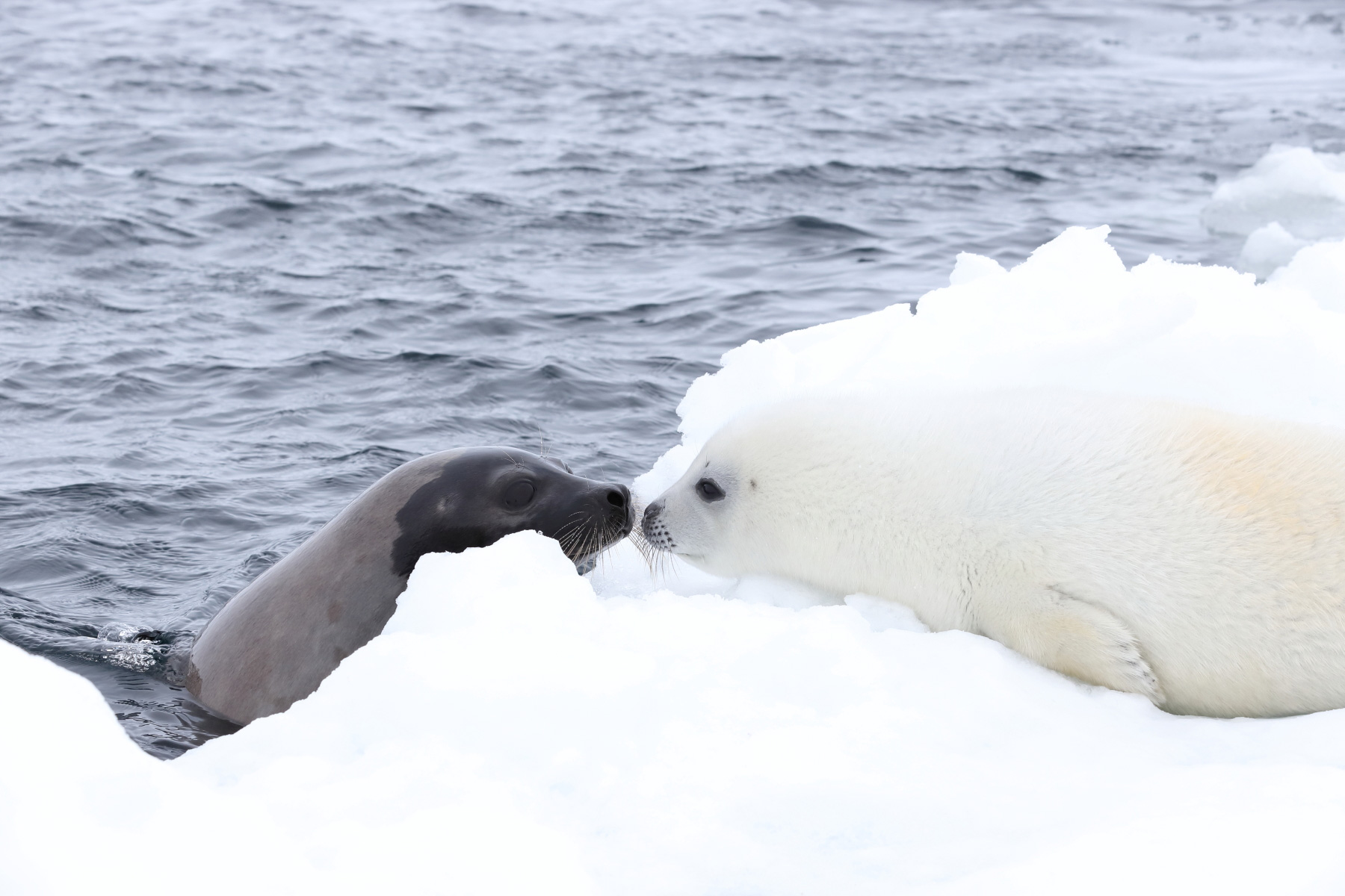 佳能70-200mmf2.8一代全新多少钱,佳能70-200mmf4一代