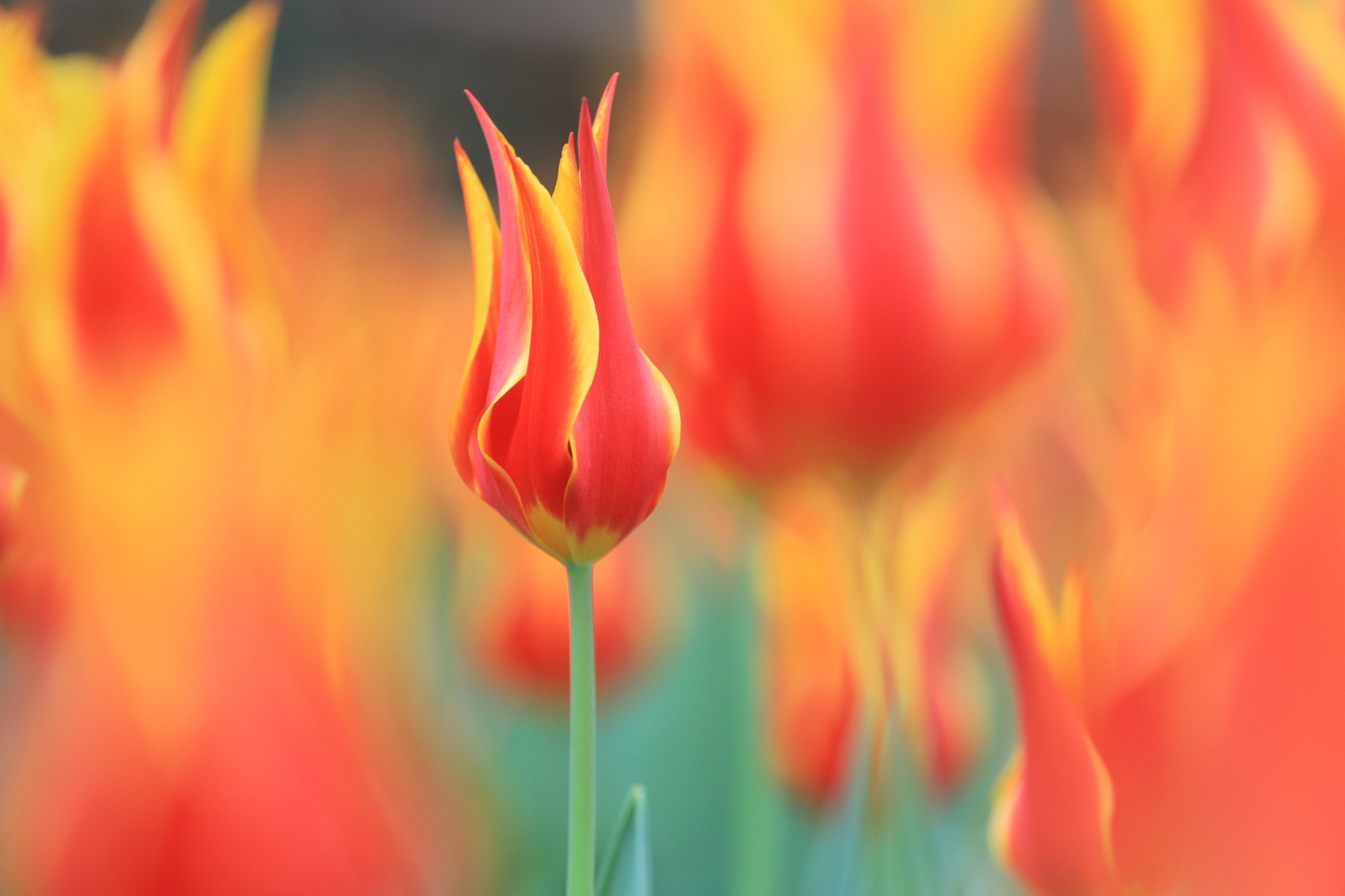 佳能70-200mm镜头f4优缺点,佳能70-200mmf2.8三代