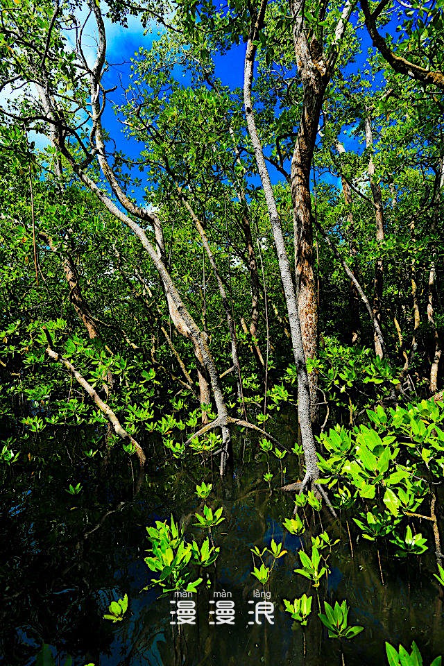 帕劳海底之旅,帕劳的海底