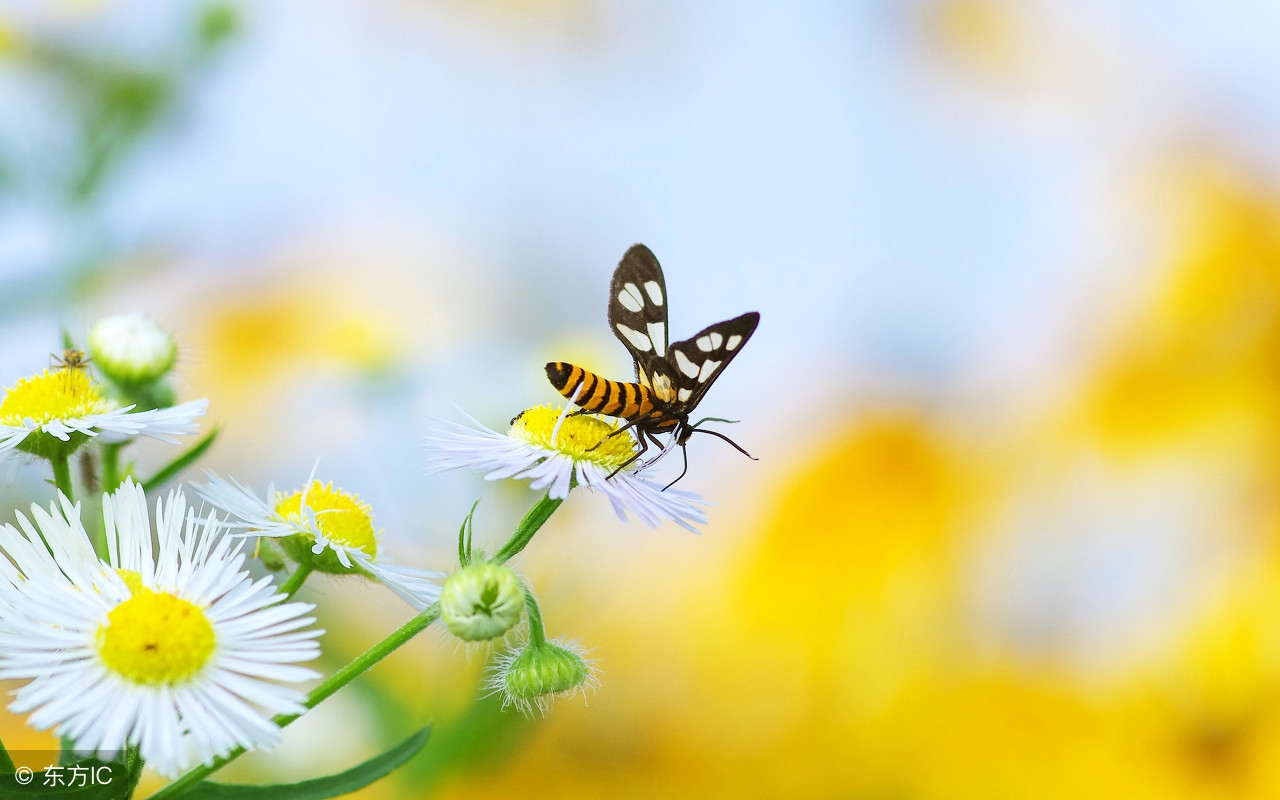 李如意现在的样子,李如意个人简介