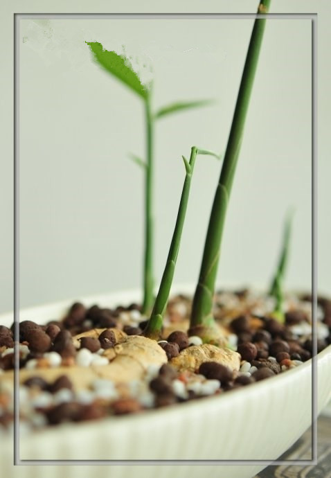 冬季室内可以种生姜吗,家里阳台种生姜的方法