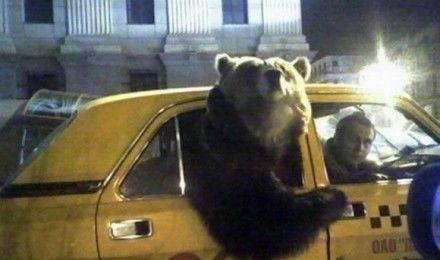 俄罗斯熊搞笑名场面,奇闻趣事之俄罗斯