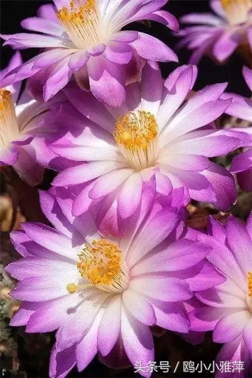 什么是红颜和蓝颜知己文字版,红颜蓝颜知己专属称号