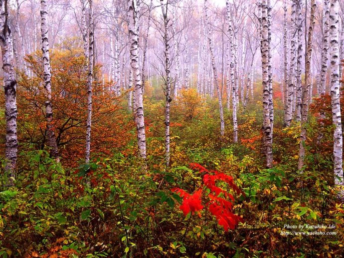 工笔浅绛山水画技法教学,传统文人浅绛山水画教学