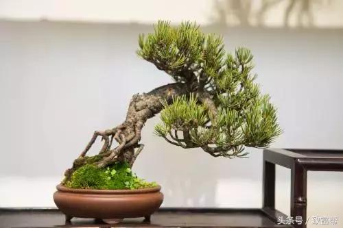 苗木销售新模式,苗木创业新模式