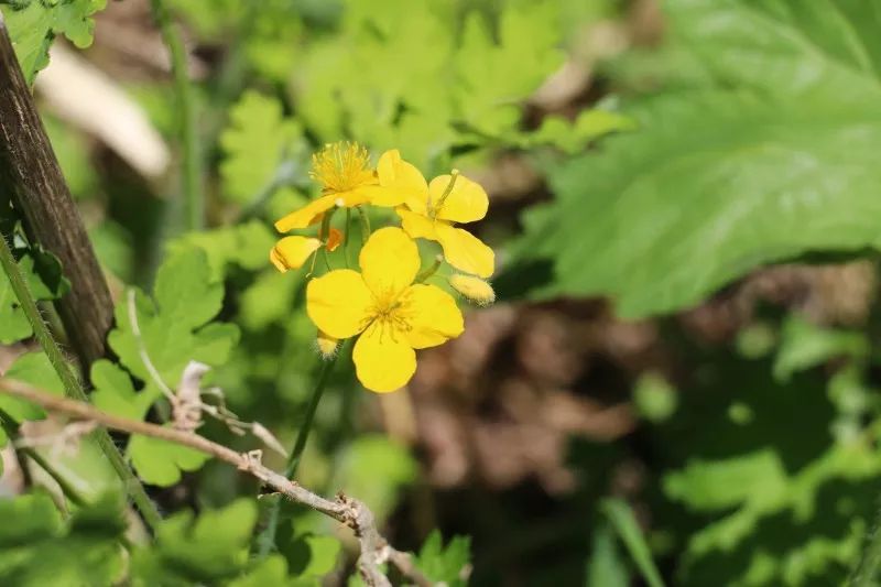 双阳吊水壶好吗,双阳吊水壶和通化吊水壶