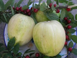 香瓜甜瓜哈密瓜,香瓜甜瓜