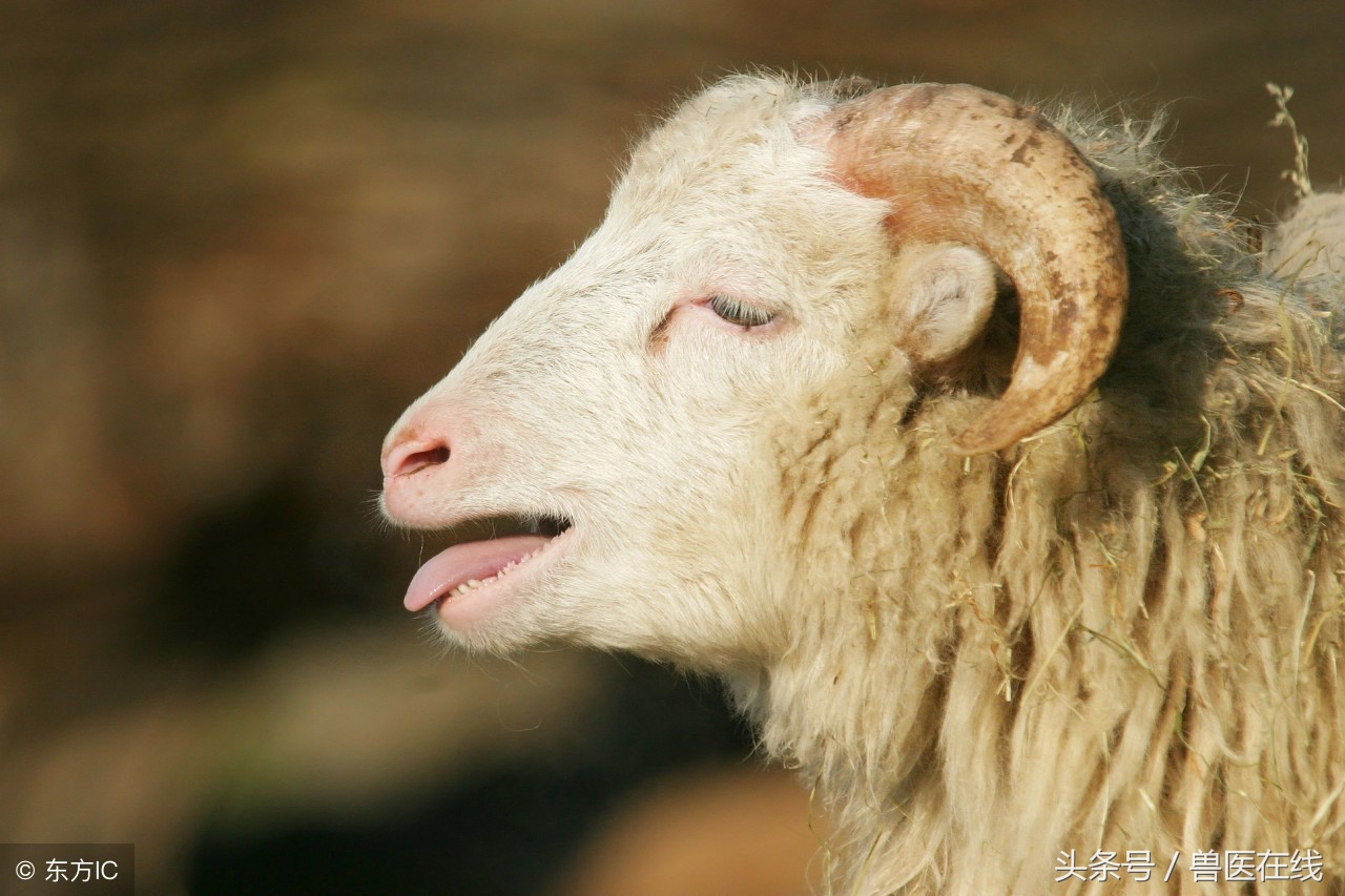 羊中暑了怎么办,预防羊中暑的最佳方法