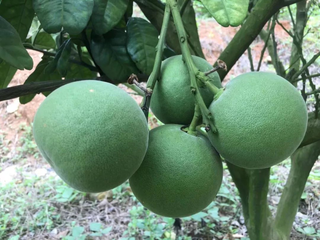 胡博士讲中药,胡博士说中医完整版