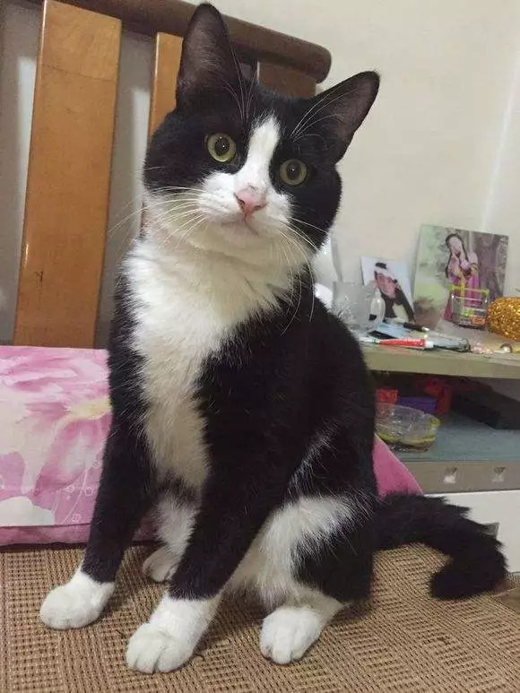 不养猫不爱狗,不养猫不养狗还可以养什么宠物