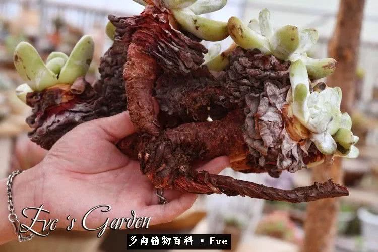 仙女杯多肉植物,拇指仙女杯也叫帕奇飞图吗