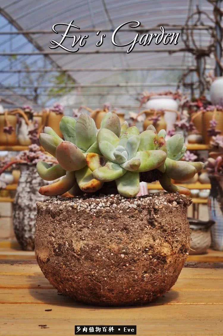 仙女杯多肉夏天大量消耗叶片,多肉植物拇指仙女杯