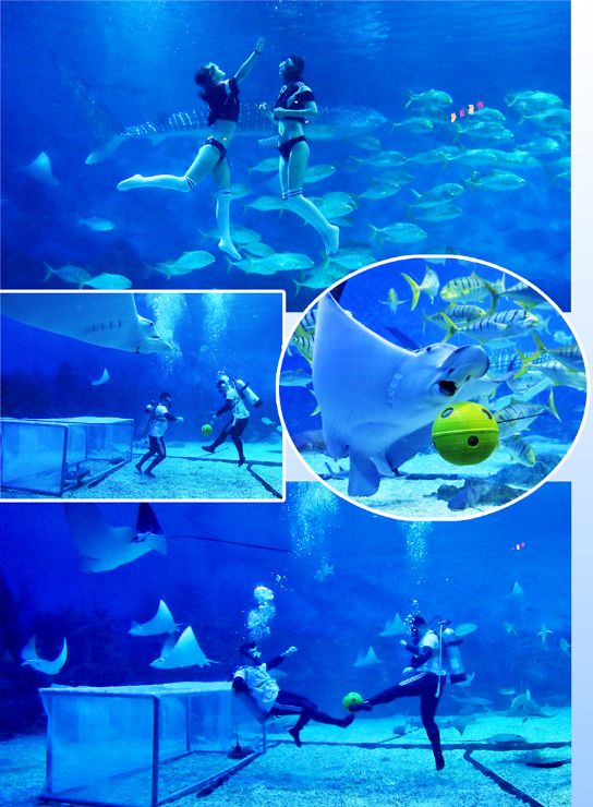 精彩活动｜海底世界杯精彩开战，烟台渔人码头打造别开生面“人+鱼”水下足球赛！