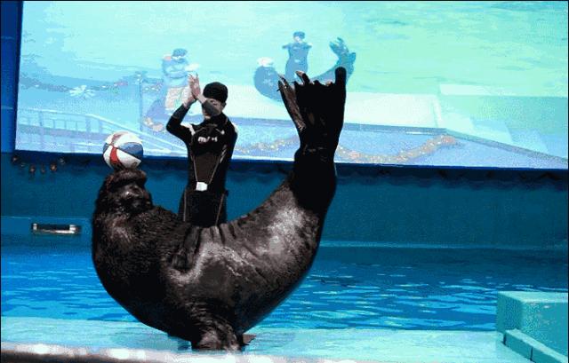 精彩活动｜海底世界杯精彩开战，烟台渔人码头打造别开生面“人+鱼”水下足球赛！