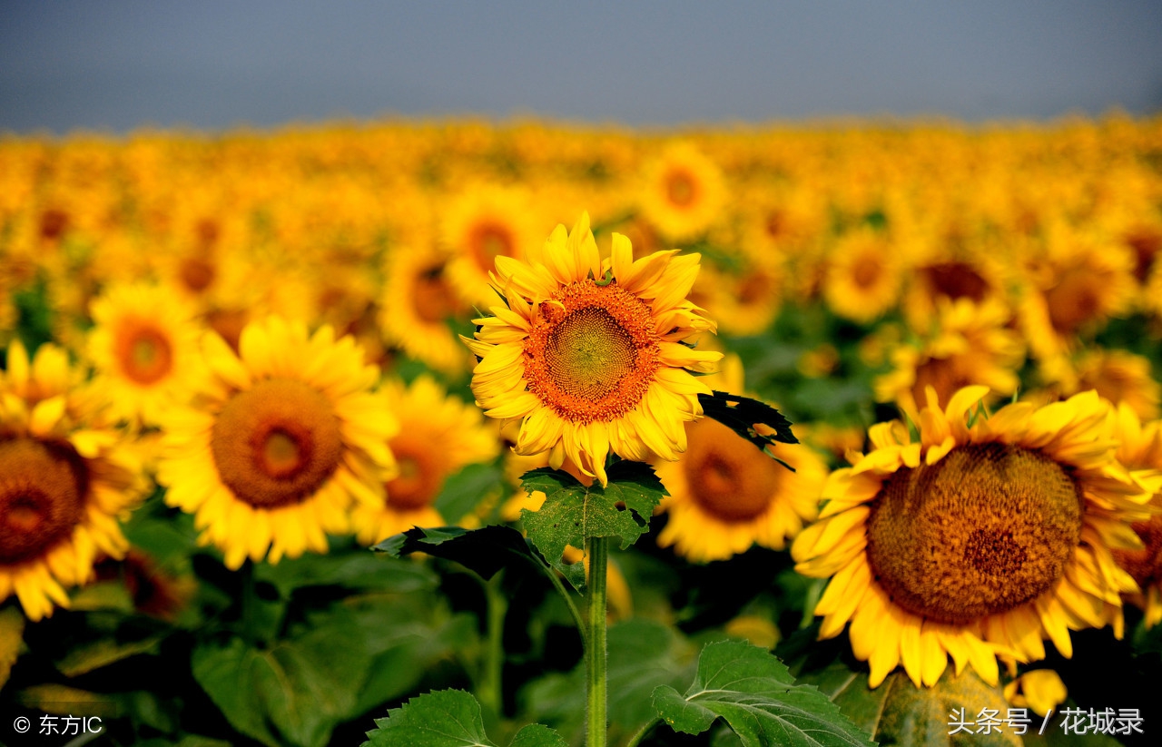 只知道母亲要送花而不知道父亲节也可以送花，快看看适合送的花吧