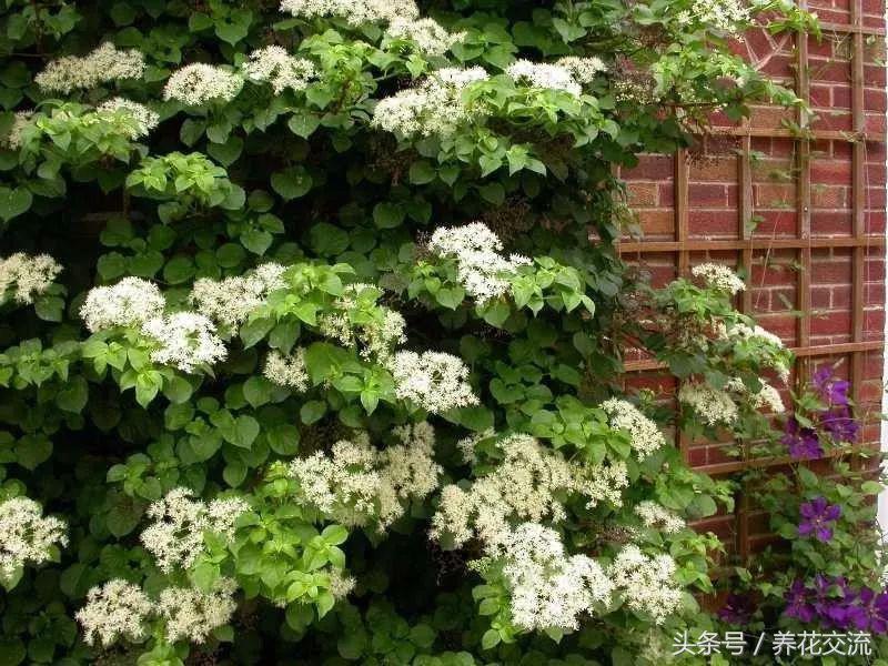 适合养在阳台的5种爬藤类花卉,北方盆栽可以多季开花的爬藤花卉