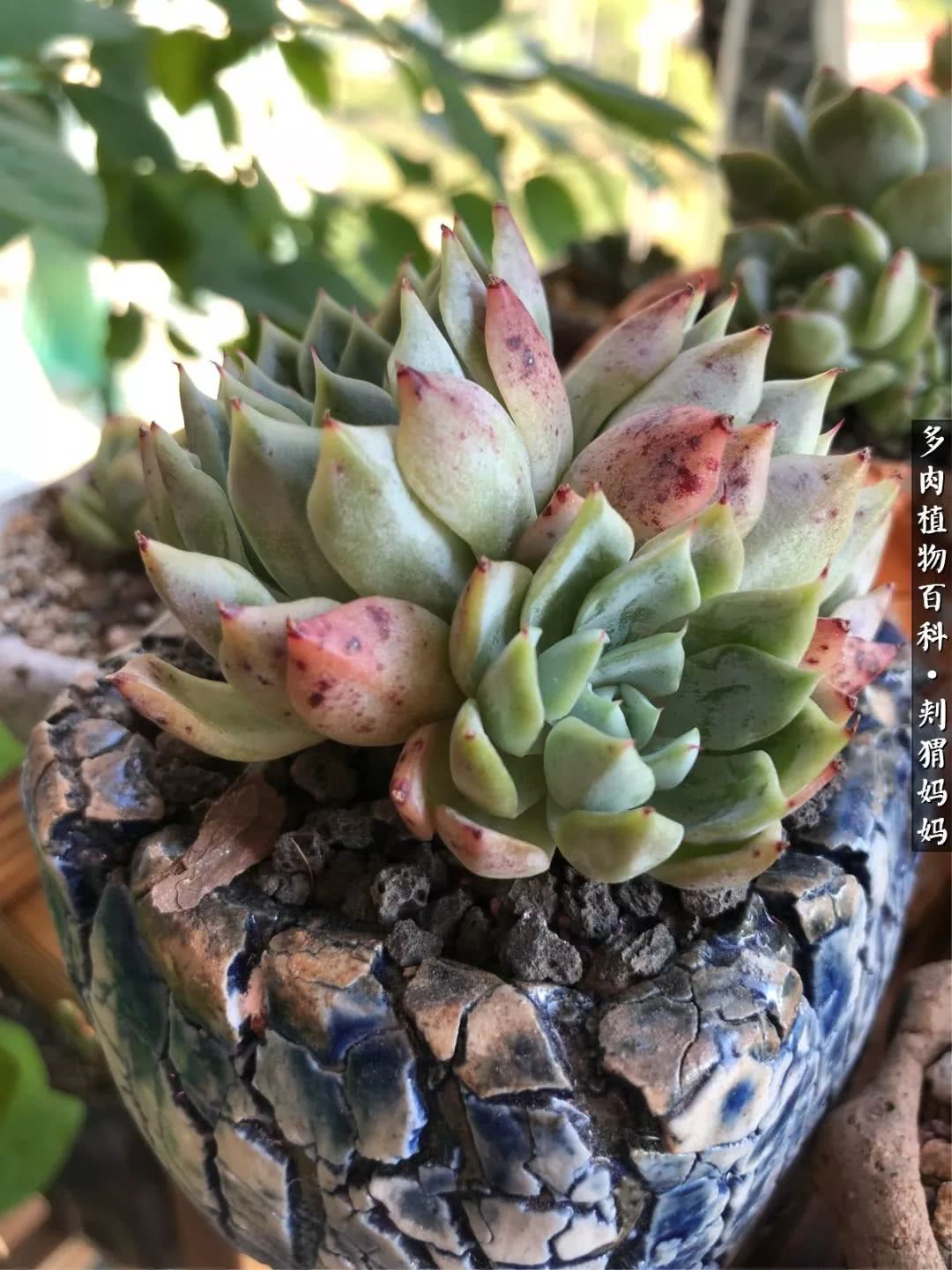 多肉如何度夏的方法,多肉夏天如何度夏