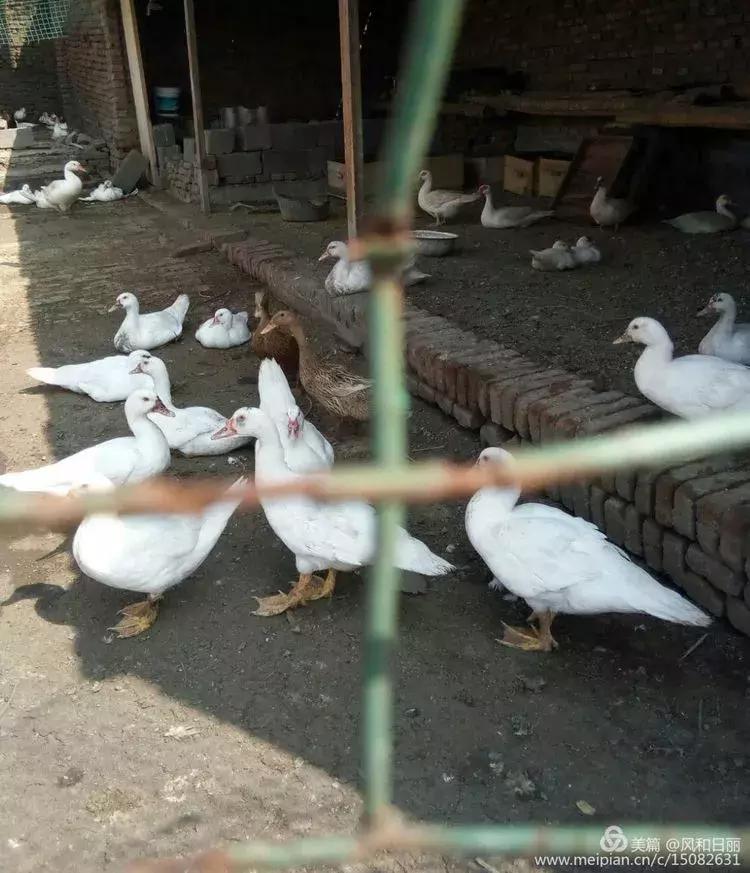 淄川龙山散养鸡,三山区散养土鸡场