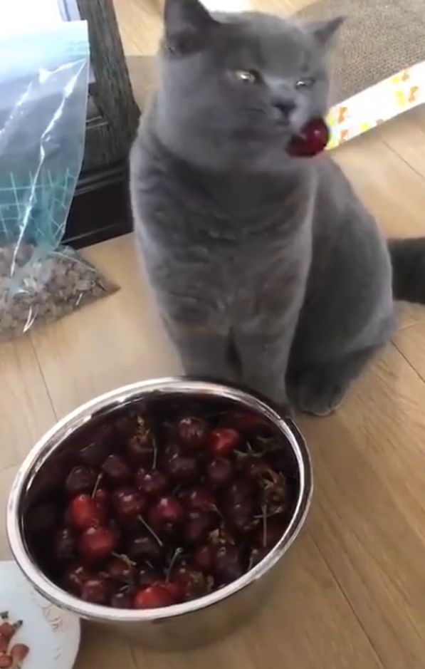 给猫咪吃了樱桃猫咪生气了,猫咪吃樱桃流口水怎么办