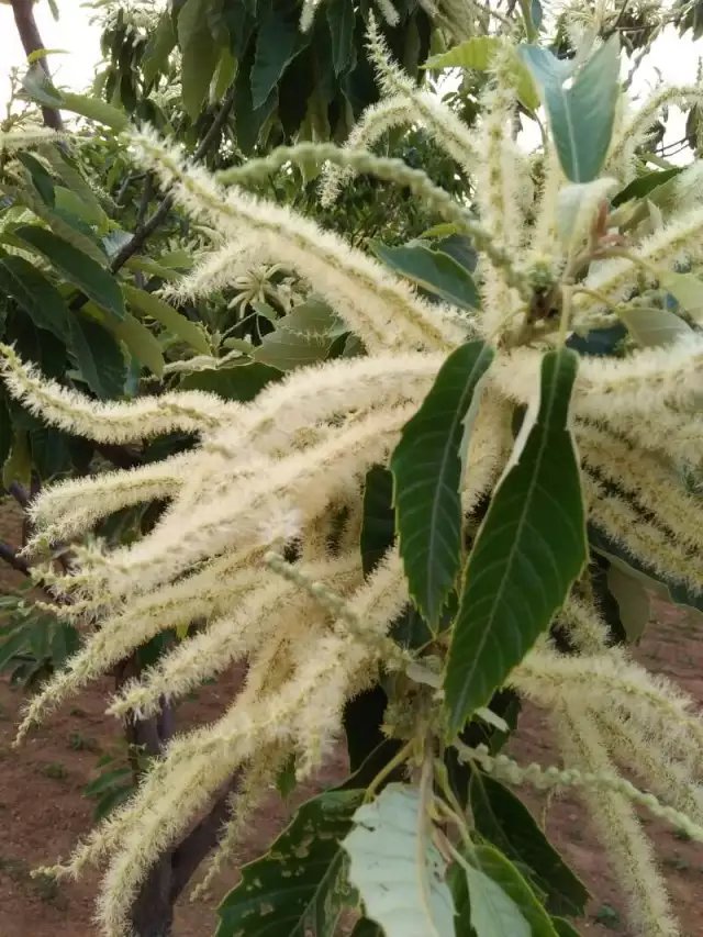 季节有季节的色彩，月份有月份的属性，阴历的五月最香