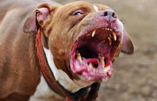 比特犬是什么样的犬,天生的战士具备什么