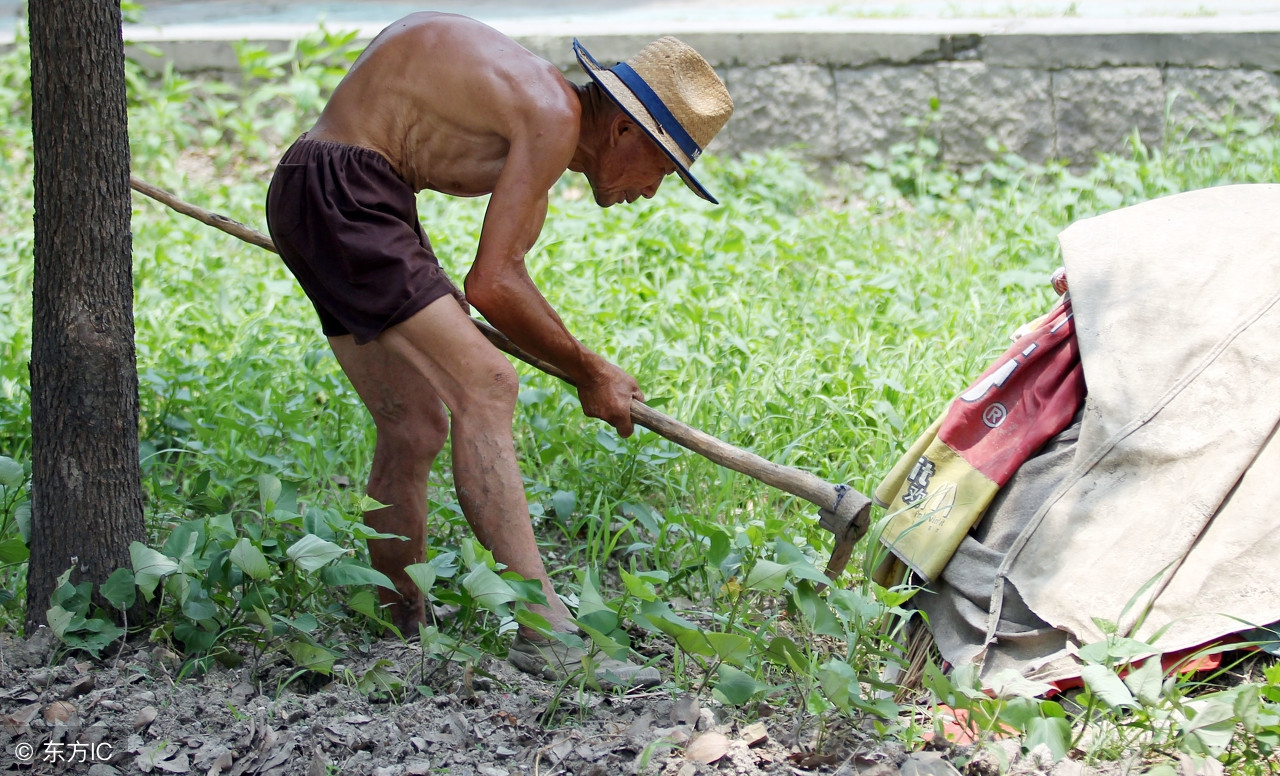 治疗中暑的植物,防中暑的农村常见草药