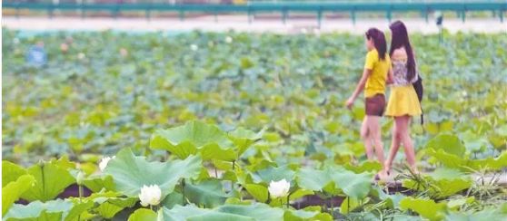 天府新区农村改造,成都天府新区乡村