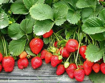 草莓有木本的吗图片,草莓种子怎么种草莓