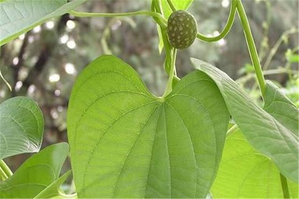 东北有毒的小野果,农村常见的有毒的野果