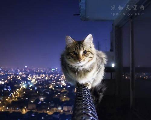 猫咪怎样不挠沙发,猫咪为什么喜欢挠沙发