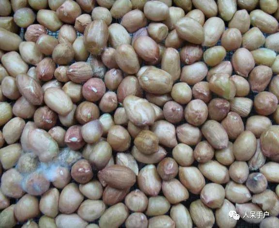 黄曲霉毒素真的有这么可怕吗,黄曲霉素的特点