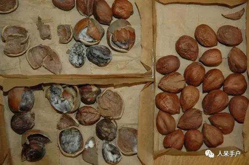 黄曲霉毒素真的有这么可怕吗,黄曲霉素的特点