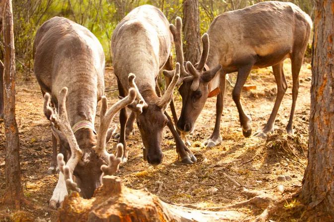 呼伦贝尔大草原一生的向往,呼伦贝尔一年四季都是美景