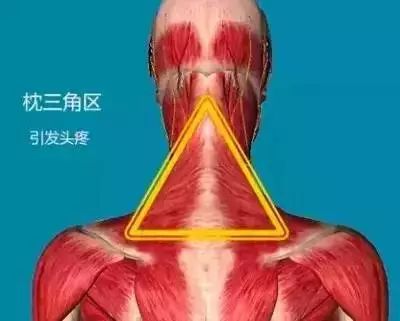 人体九大系统对应的器官,人体黄金三角区是什么