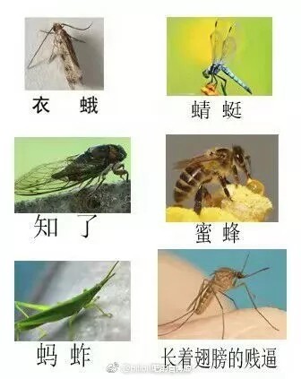 驱蚊秘方无毒无害,最靠谱的驱蚊方法
