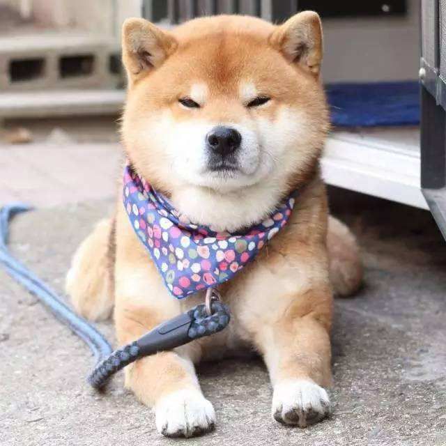 狗狗发情期征兆及正确处理方式