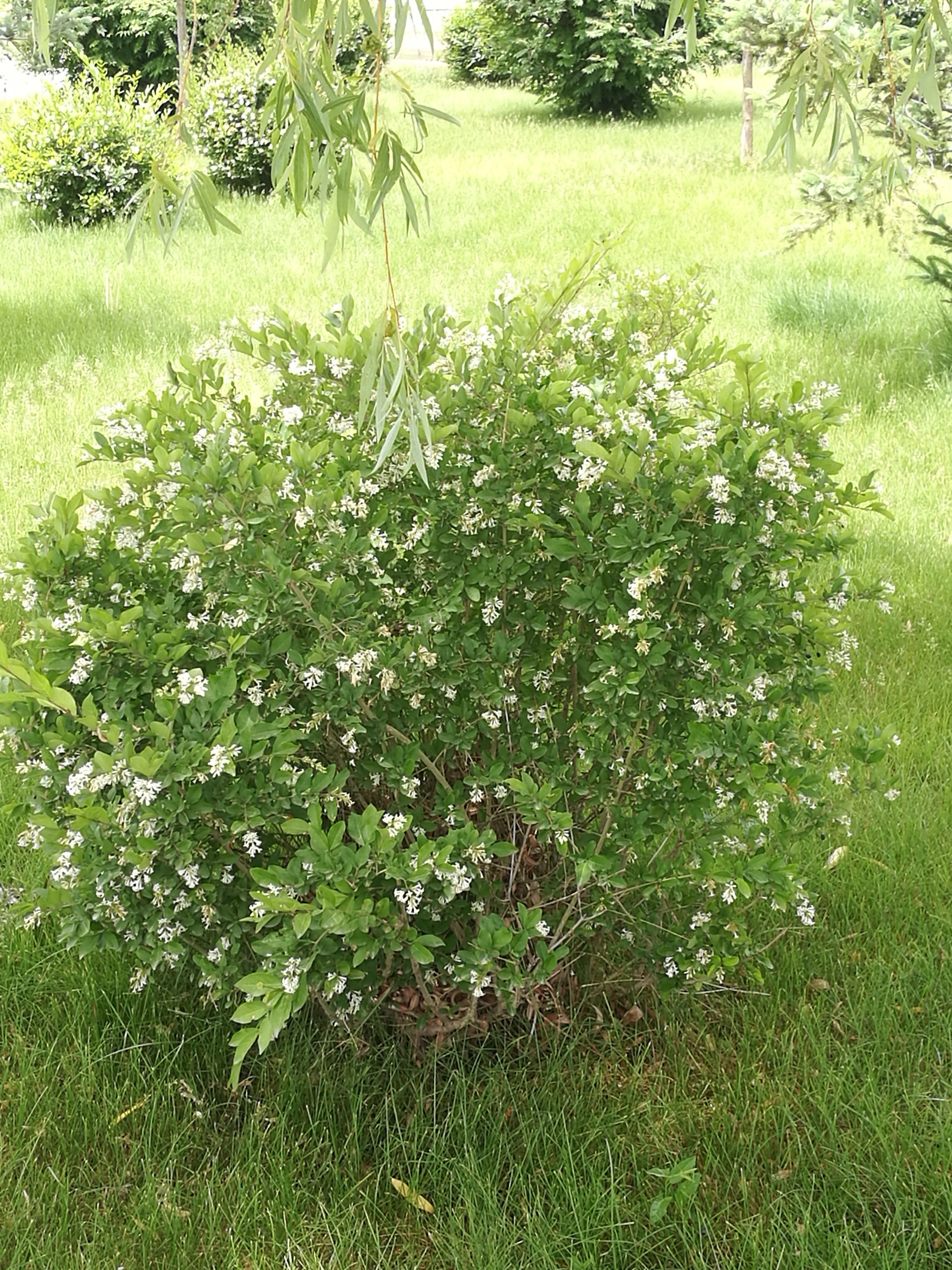 白银景观园林绿化多少钱,白银园林