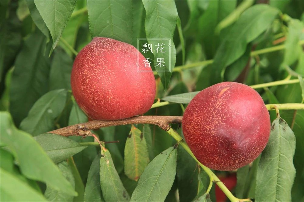 做水蜜桃味的甜点,做一个水蜜桃饮料