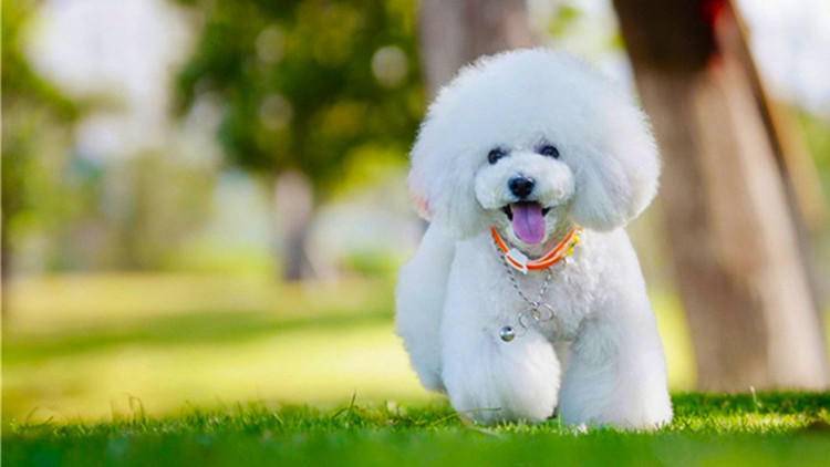 养比熊需要注意的清洁,养比熊小技巧有哪些