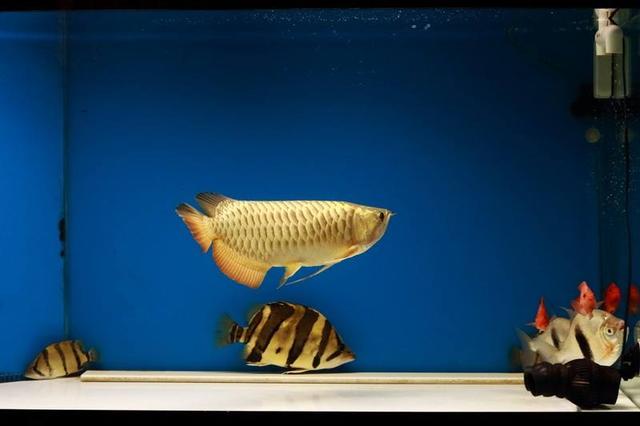 饲养虎鱼要不要加盐,黄金虎鱼最佳饲养方法