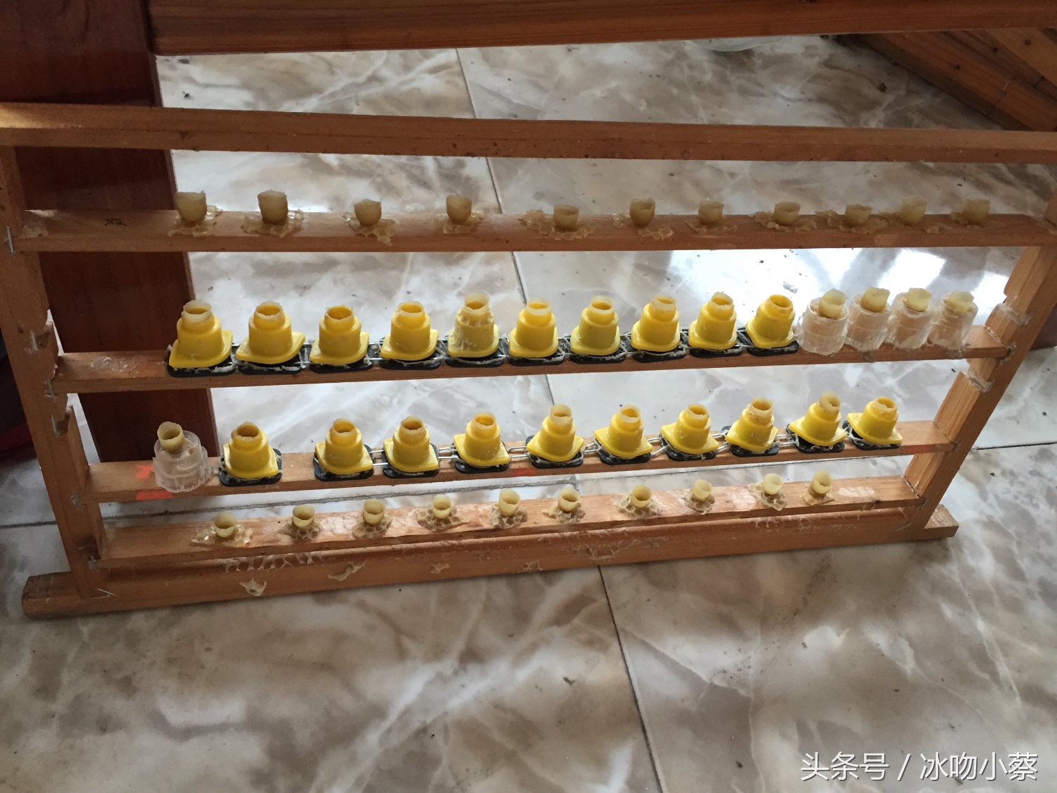 育蜜蜂王台技术,国外蜜蜂育王技术