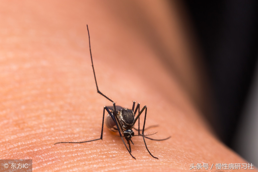 夏天蚊子太多了用什么方法消灭它,夏日蚊子多容易被叮