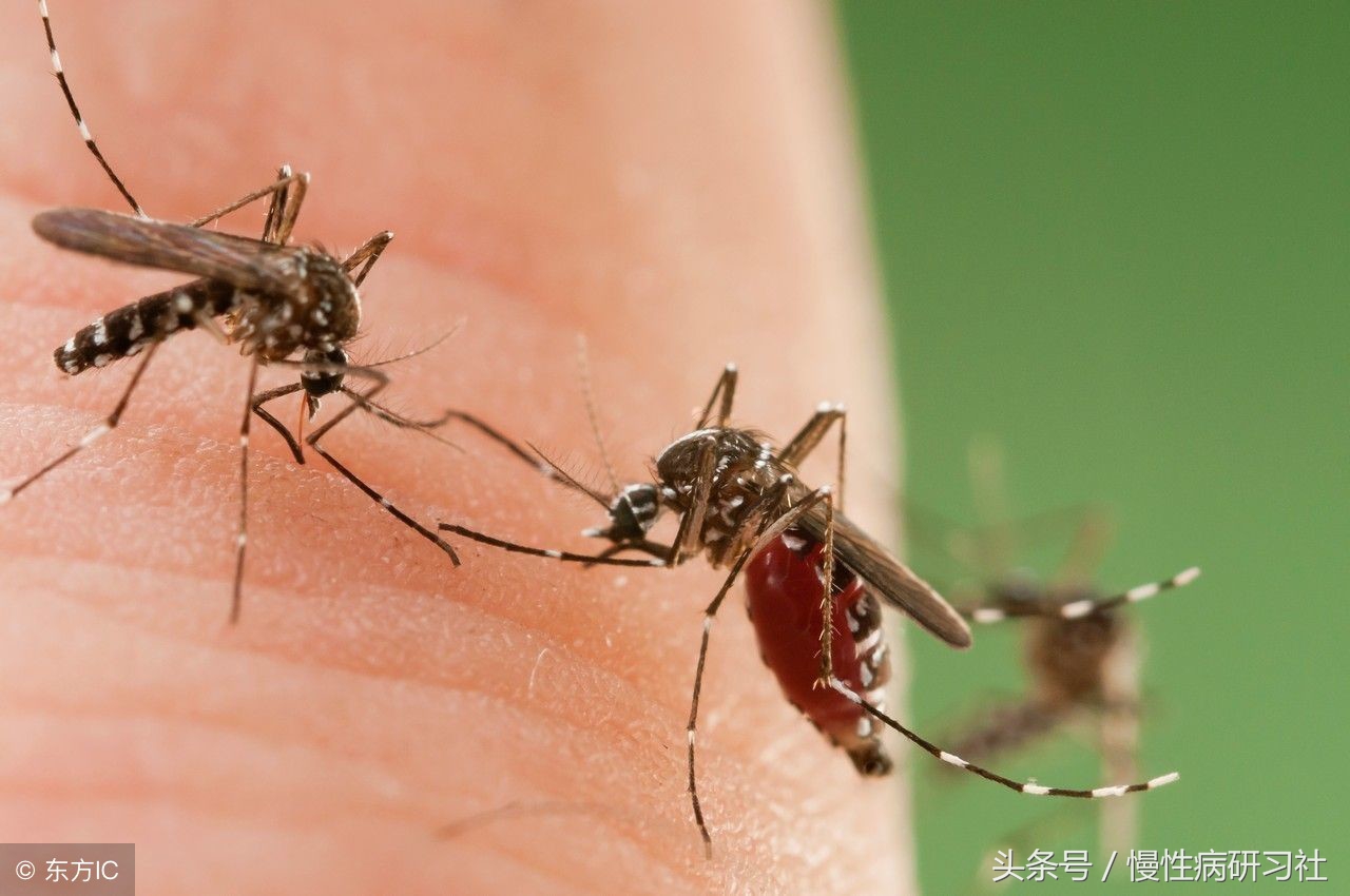 夏天蚊子太多了用什么方法消灭它,夏日蚊子多容易被叮